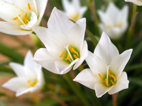 Collection of orchid flower