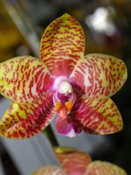 Collection of orchid flower