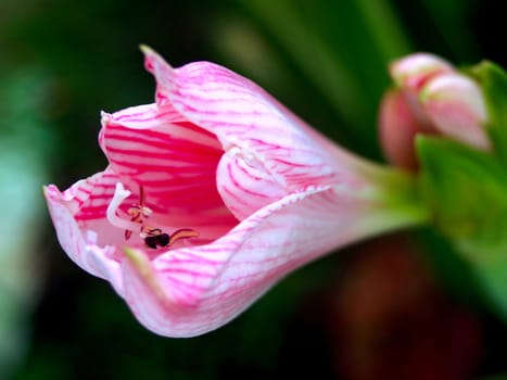 Collection of orchid flower