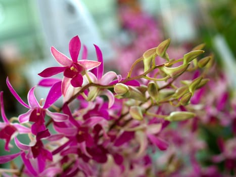 Collection of orchid flower