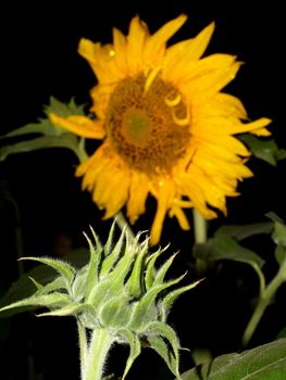 image  Sunflower field