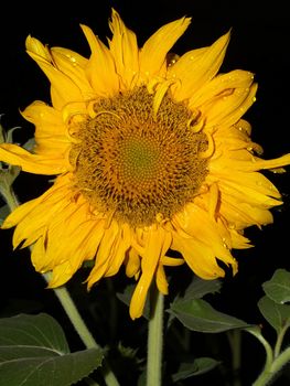 image  Sunflower field