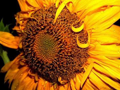 image  Sunflower field