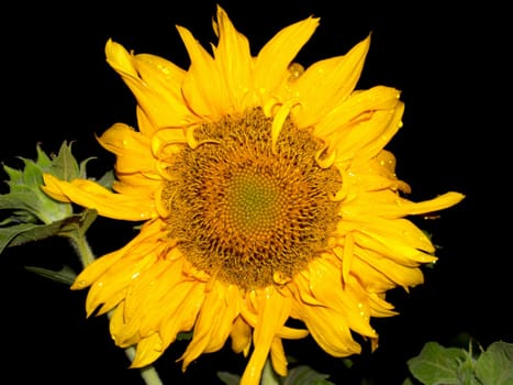 image  Sunflower field