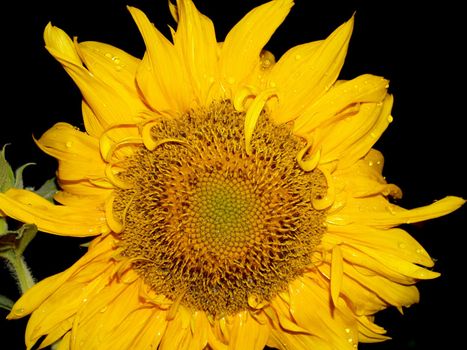 image  Sunflower field