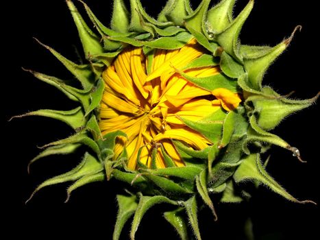 image  Sunflower field