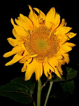 image  Sunflower field