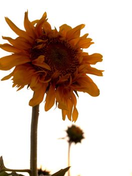 image  Sunflower field