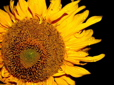 image  Sunflower field