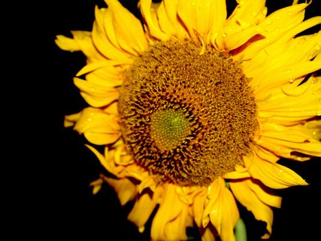 image  Sunflower field