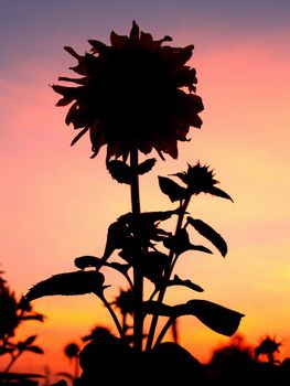 image  Sunflower field