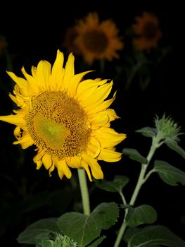 image  Sunflower field