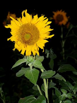 image  Sunflower field