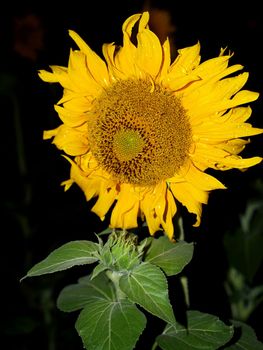 image  Sunflower field