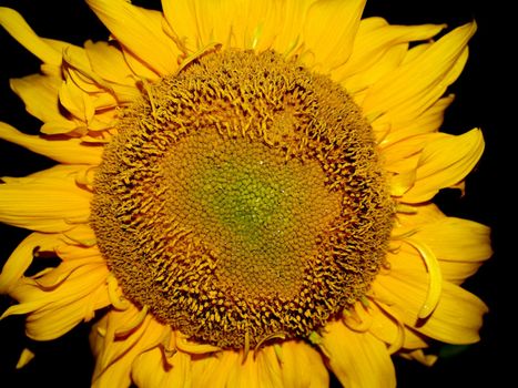 image  Sunflower field