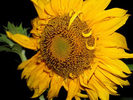 image  Sunflower field