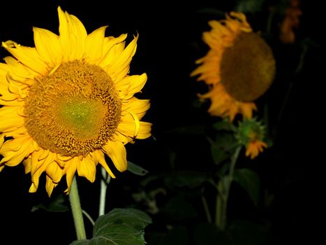 image  Sunflower field