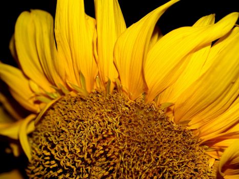 image  Sunflower field