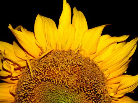 image  Sunflower field