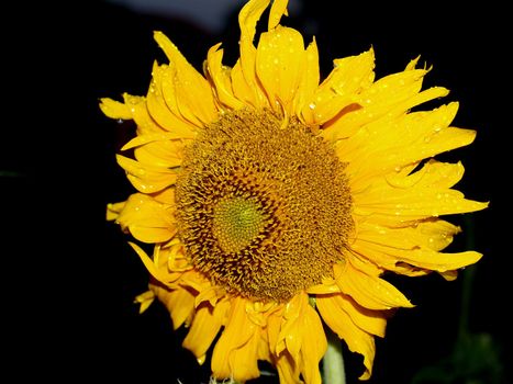 image  Sunflower field