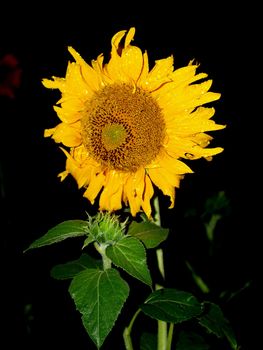 image  Sunflower field