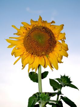 image  Sunflower field