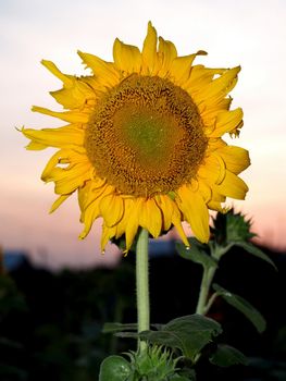 image  Sunflower field