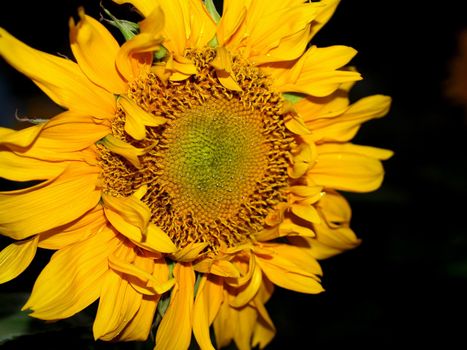 image  Sunflower field