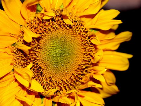 image  Sunflower field