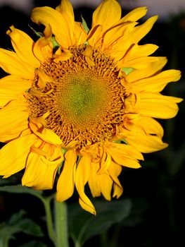 image  Sunflower field