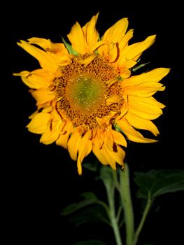 image  Sunflower field