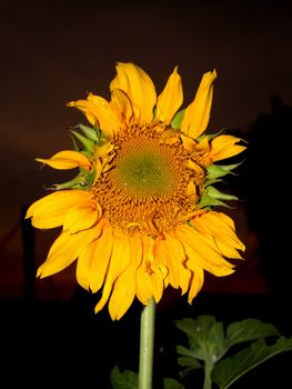 image  Sunflower field