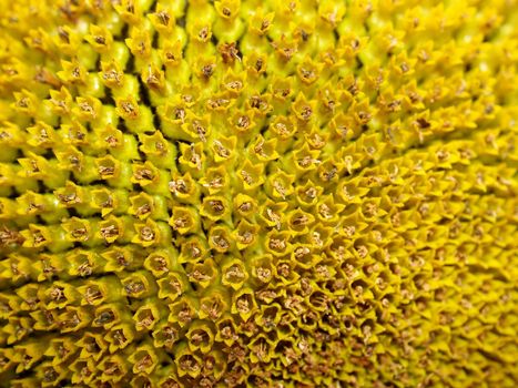 image  Sunflower field