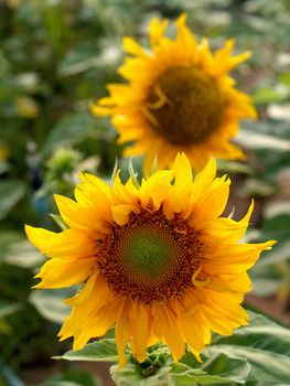 image  Sunflower field