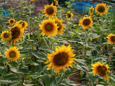 image  Sunflower field