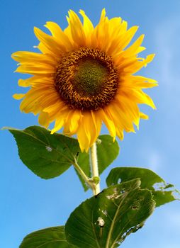 image  Sunflower field