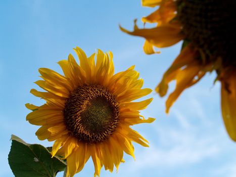 image  Sunflower field