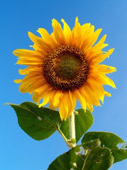 image  Sunflower field