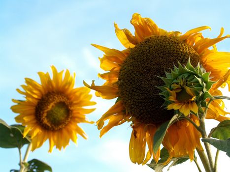 image  Sunflower field