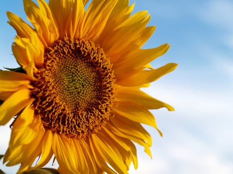 image  Sunflower field