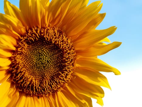 image  Sunflower field