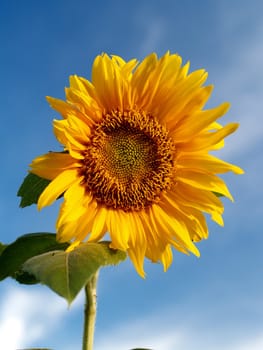 image  Sunflower field