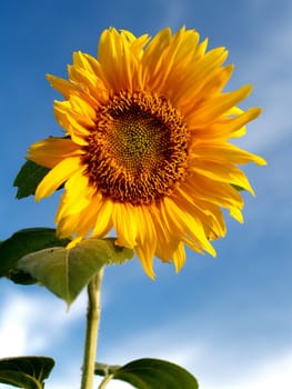 image  Sunflower field