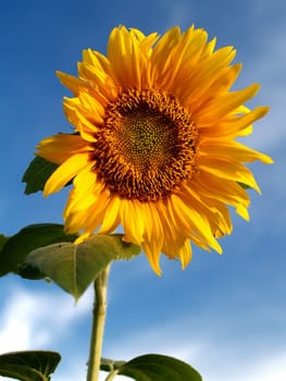 image  Sunflower field