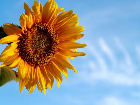 image  Sunflower field