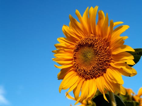 image  Sunflower field