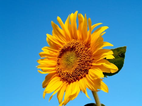 image  Sunflower field