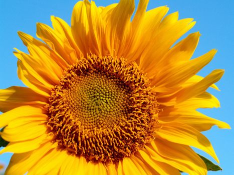 image  Sunflower field