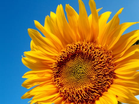 image  Sunflower field