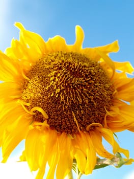 image  Sunflower field